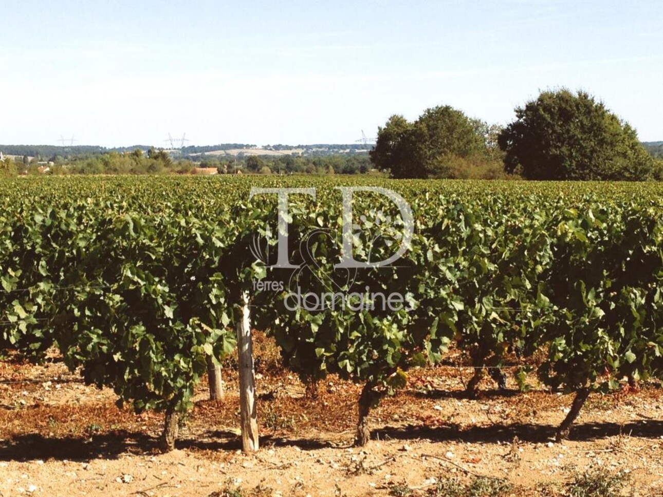 Photos 3 - Vineyard - 15 hectares de vignes en AOC