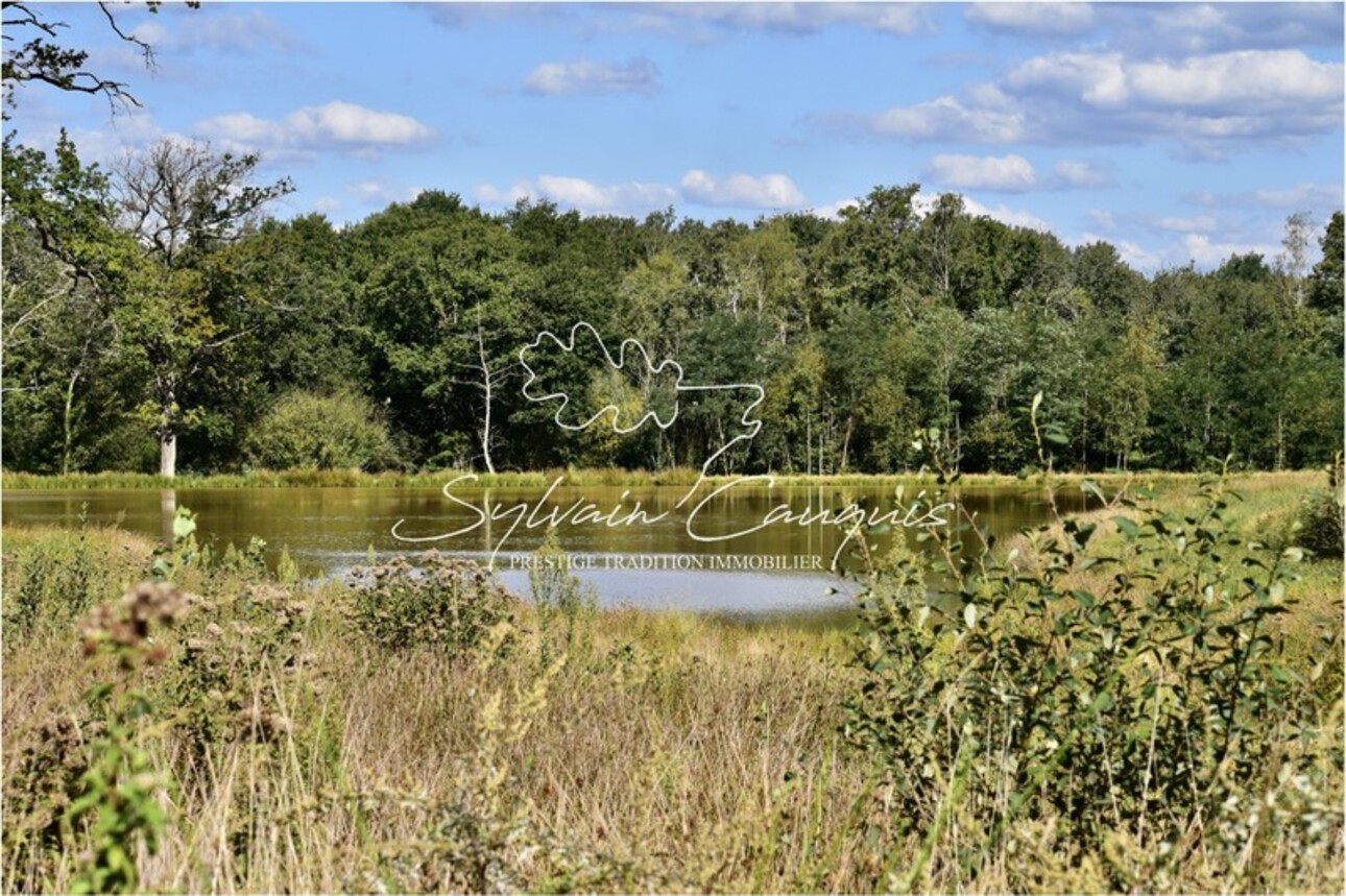 Photos 6 - Forest - Exceptional Hunting and Leisure Estate - Master's House - Hunting Lodge - Caretaker's House - Guest