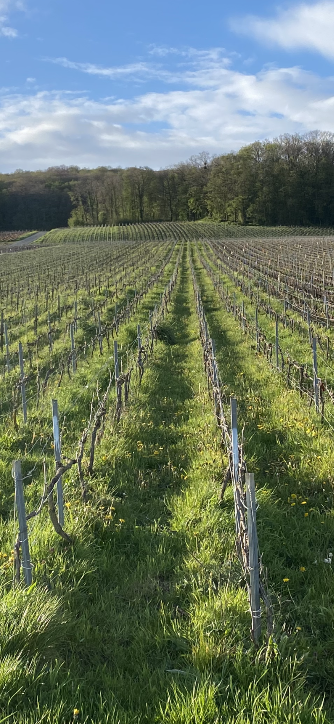 Photos 1 - Vineyard - 20 to 50 acres of AOC Champagne vines for sale prestigious vintage