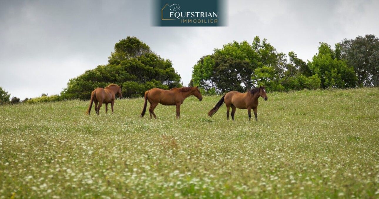 Photos 1 - Equestrian - Maison à vendre L'Isle-Jourdain