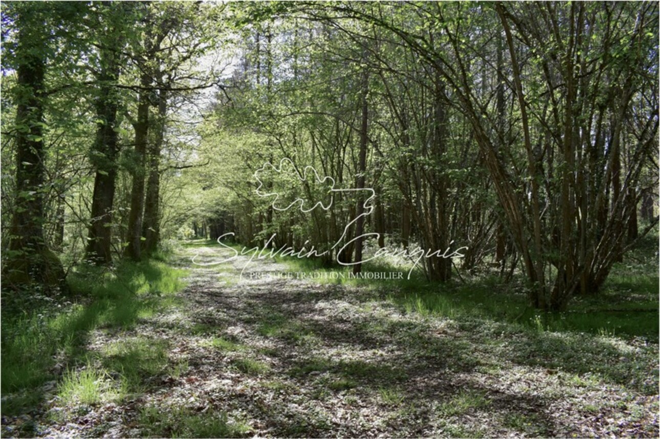 Photos 5 - Forest - Dpt Loiret (45), for sale near VANNES SUR COSSON Hunting or pleasure property - 20 ha - Longère Solo