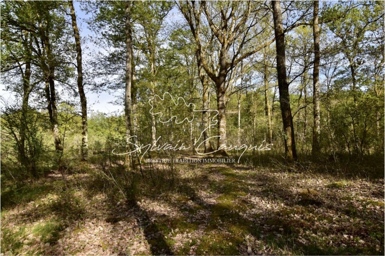 Photos 4 - Forest - Dpt Loiret (45), for sale near VANNES SUR COSSON Hunting or pleasure property - 20 ha - Longère Solo