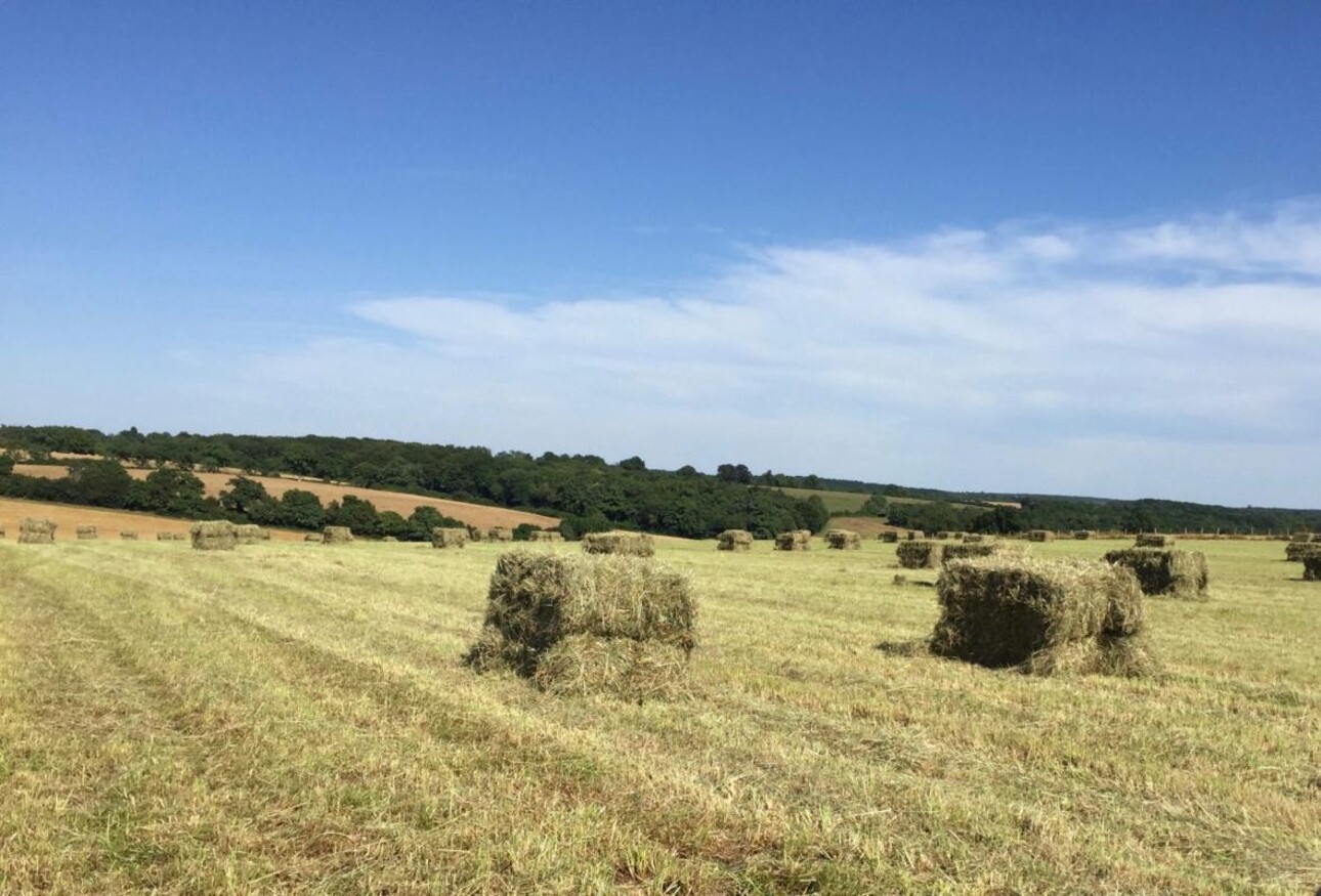 Photos 23 - Equestrian - Propriété de Standing avec écurie sur 16 hectares