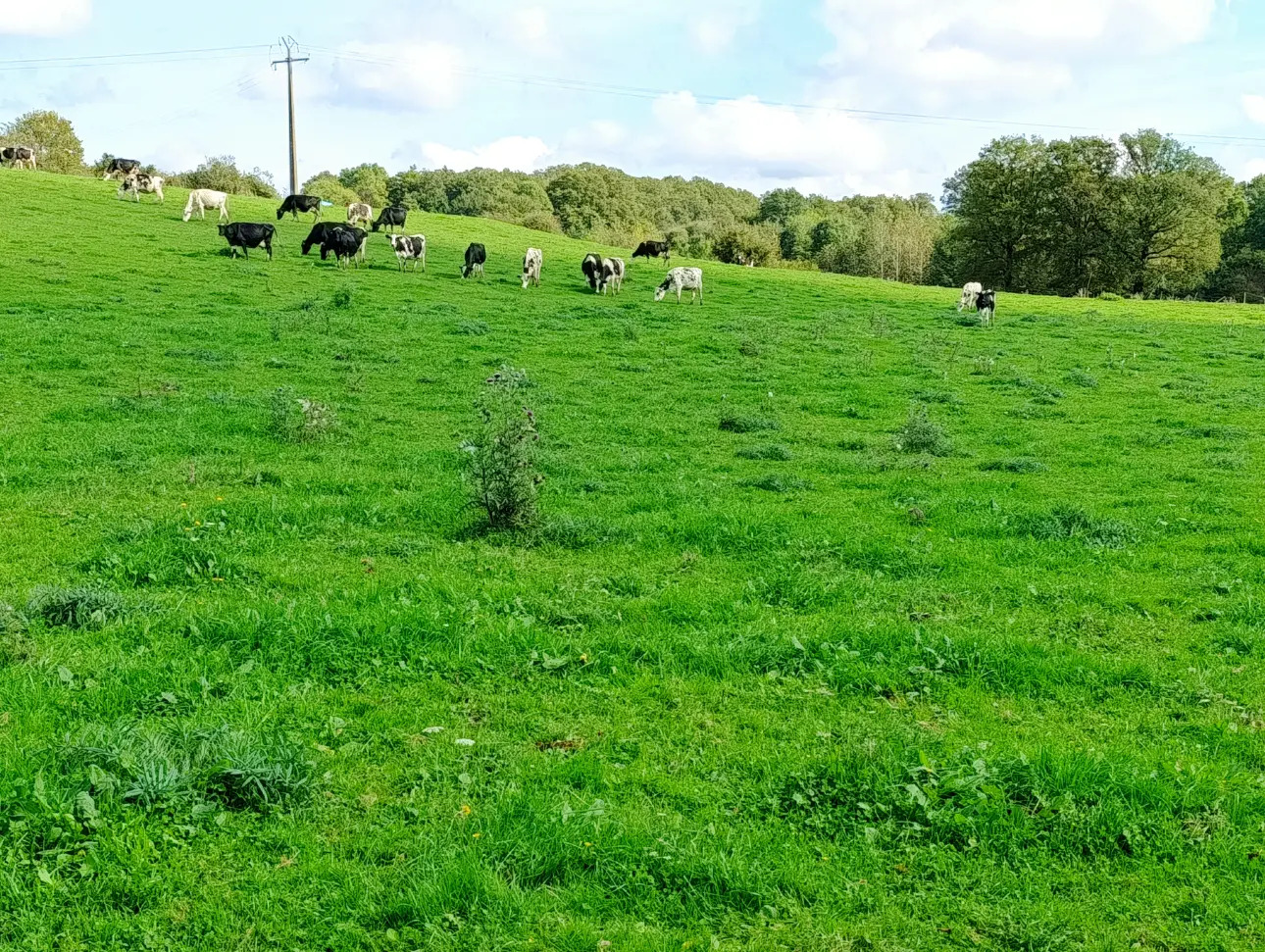 Photos 13 - Agricole - Exploitation Laitiere