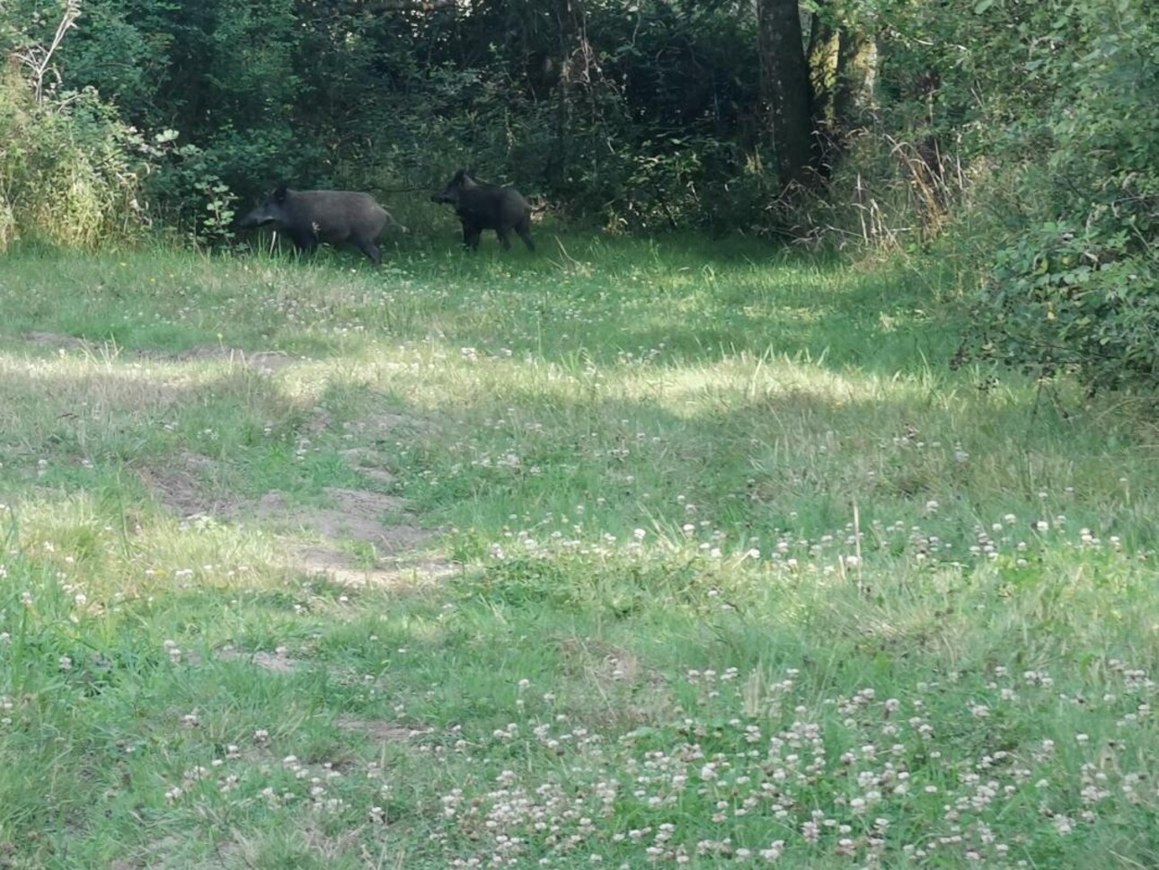 Photos 16 - Forestière - PROPRIÉTÉ DE 9.5HA AVEC ÉTANG