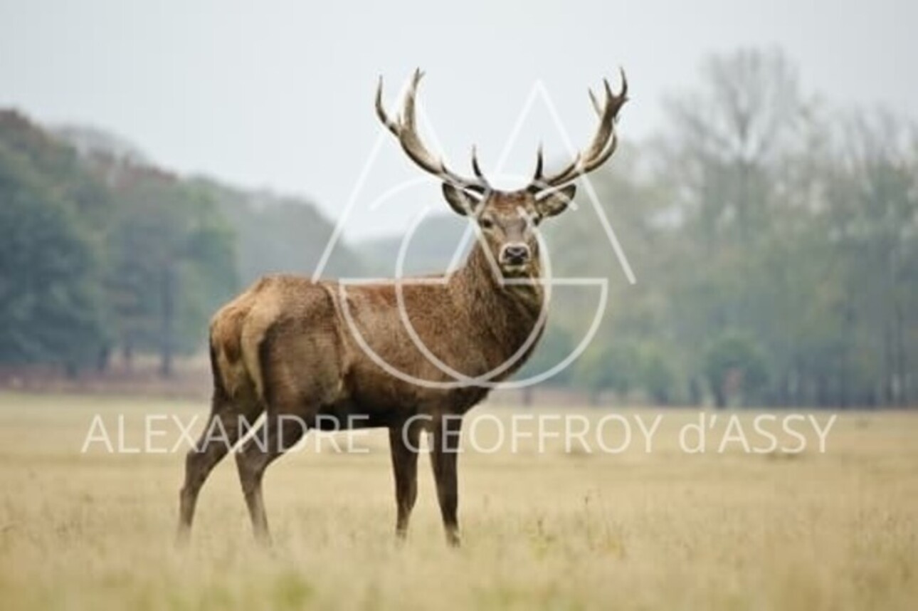 Photos 2 - Forest - Exceptional 900 ha hunting estate located in the Loire Valley, including a 15th century castle, remo