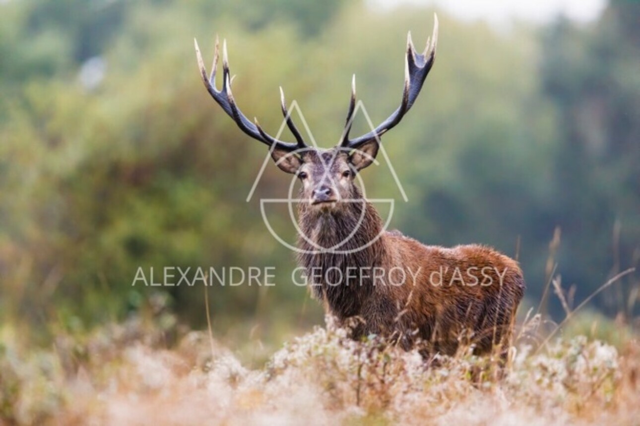 Photos 3 - Forestière - Exceptionnel domaine de chasse de 900 ha situé dans le val de Loire comprenant un château du XVème remanié au XIXème entièrement restauré