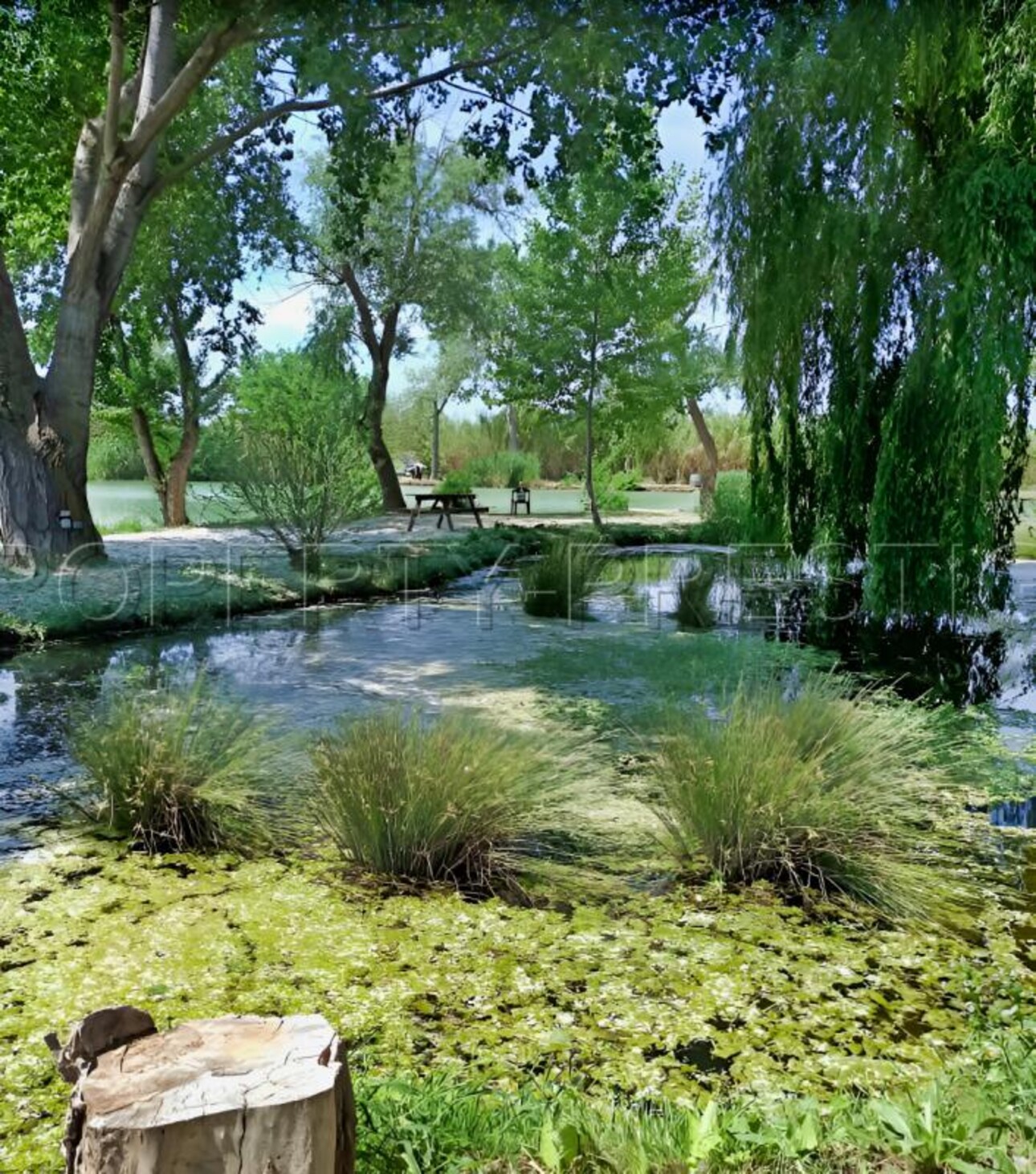 Photos 2 - Foncière - CAMARGUE ETANG DE PECHE 3,4 HA