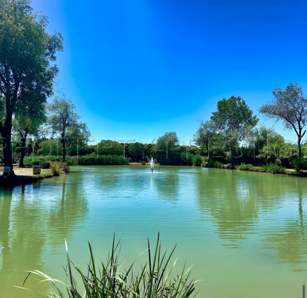 Photos 5 - Foncière - CAMARGUE ETANG DE PECHE 3,4 HA