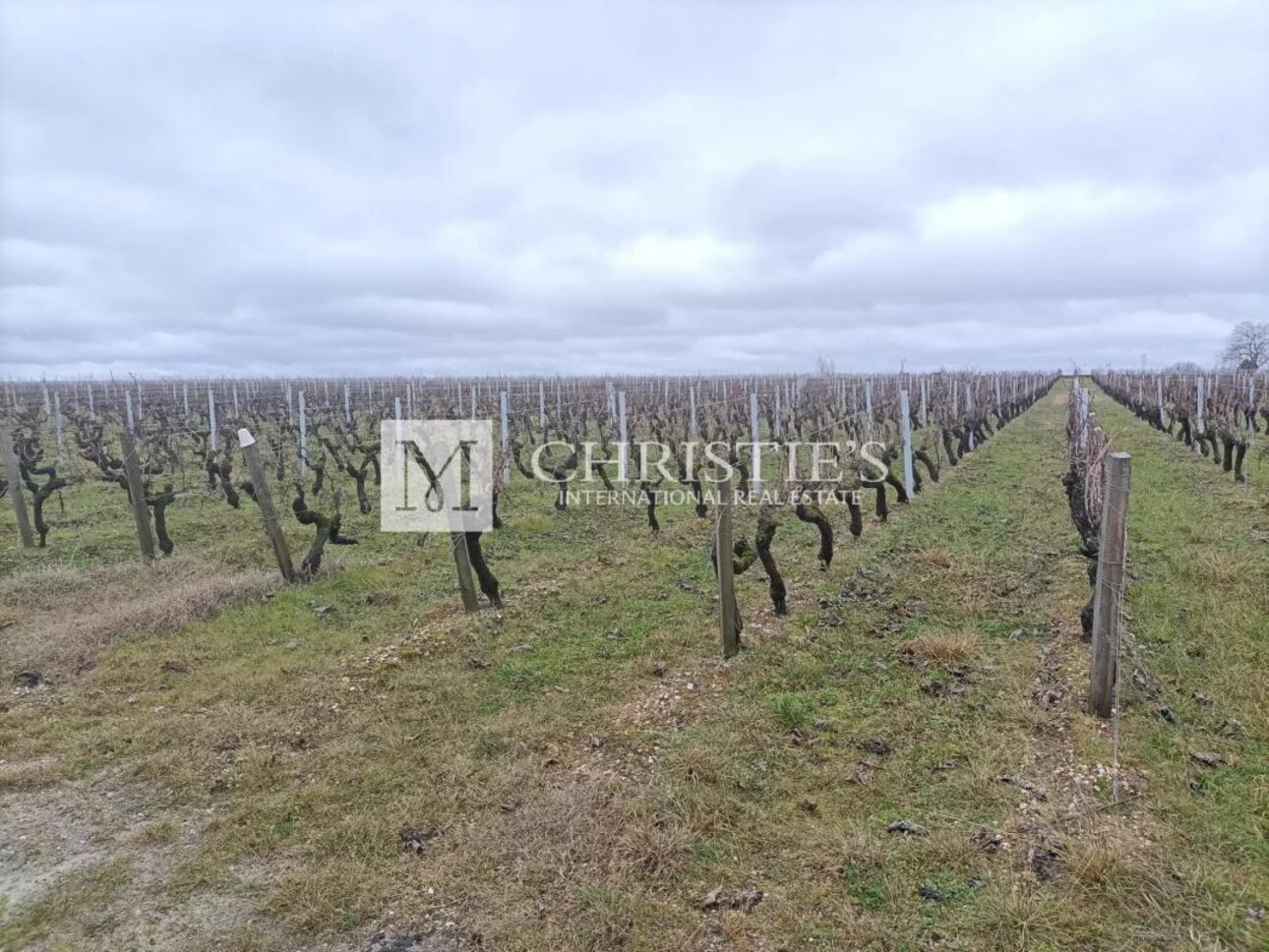 Photos 1 - Vineyard - For sale  26,7820 hectares -  Haut Médoc vines