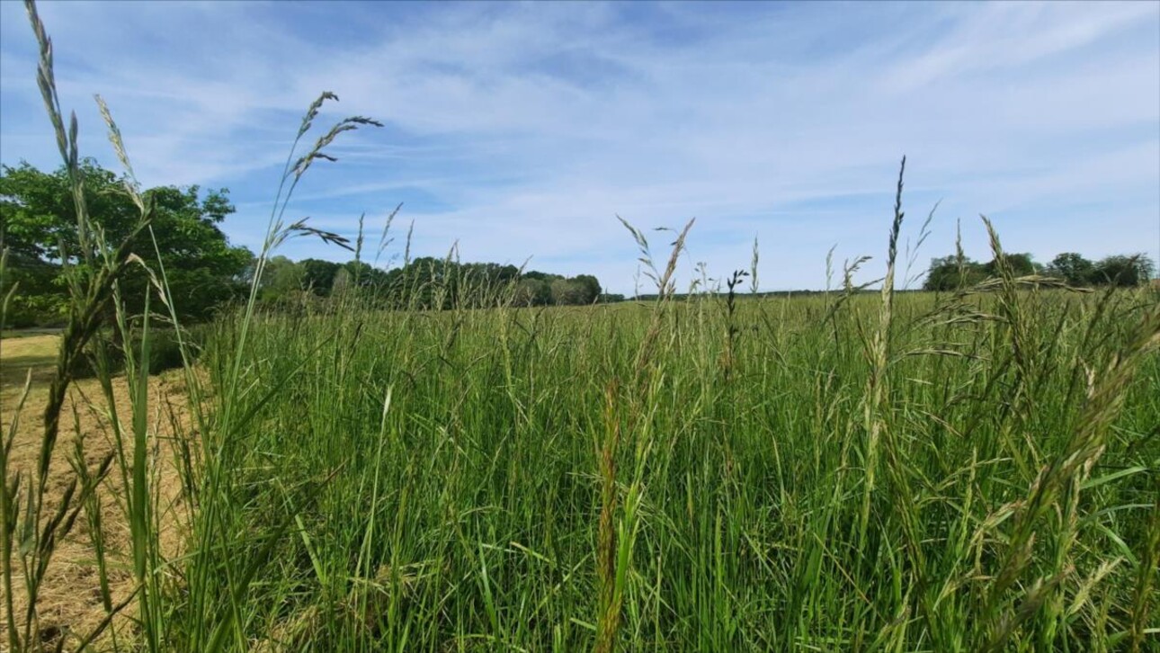 Photos 18 - Forestière - Exclusif Etang secteur Vatan (36)