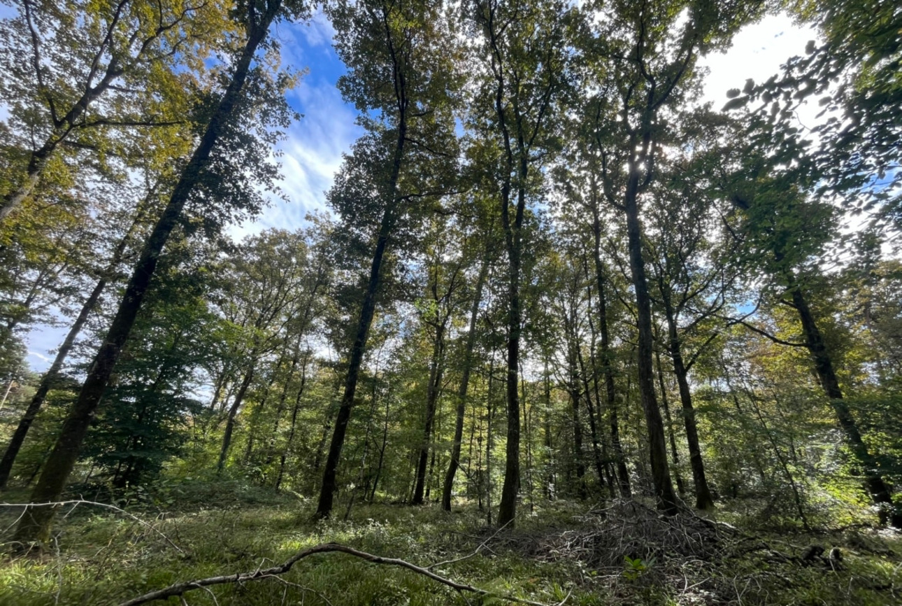 Photos 1 - Forest - Propriété forestière de 41 ha avec palombière dans le Lot et Garonne