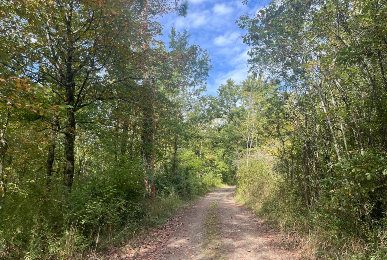 Photos 2 - Forest - Propriété forestière de 41 ha avec palombière dans le Lot et Garonne