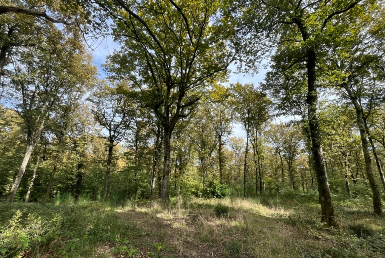 Photos 3 - Forestière - Propriété forestière de 41 ha avec palombière dans le Lot et Garonne