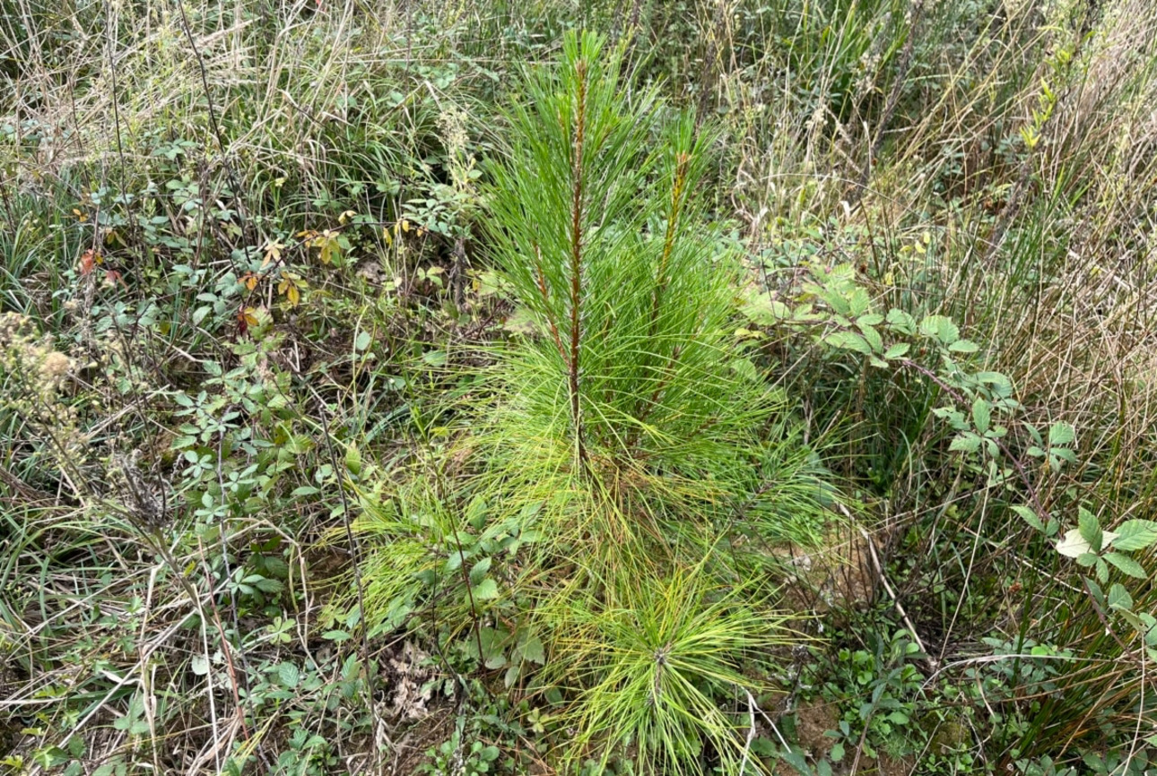 Photos 4 - Forestière - Propriété forestière de 41 ha avec palombière dans le Lot et Garonne