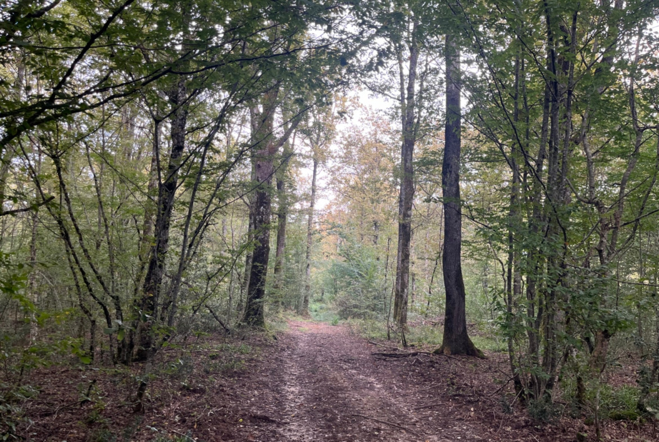 Photos 5 - Forest - Propriété forestière de 41 ha avec palombière dans le Lot et Garonne