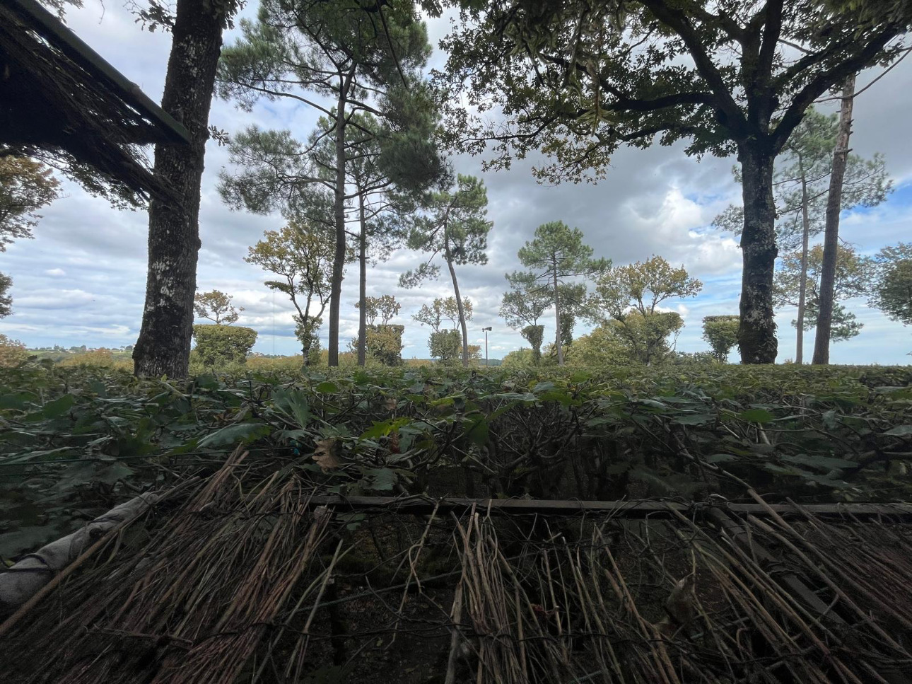 Photos 6 - Forestière - Propriété forestière de 41 ha avec palombière dans le Lot et Garonne