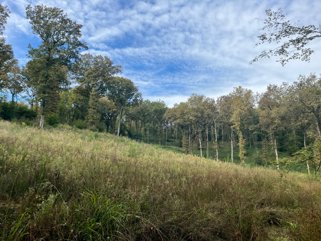 Photos 7 - Forestière - Propriété forestière de 41 ha avec palombière dans le Lot et Garonne