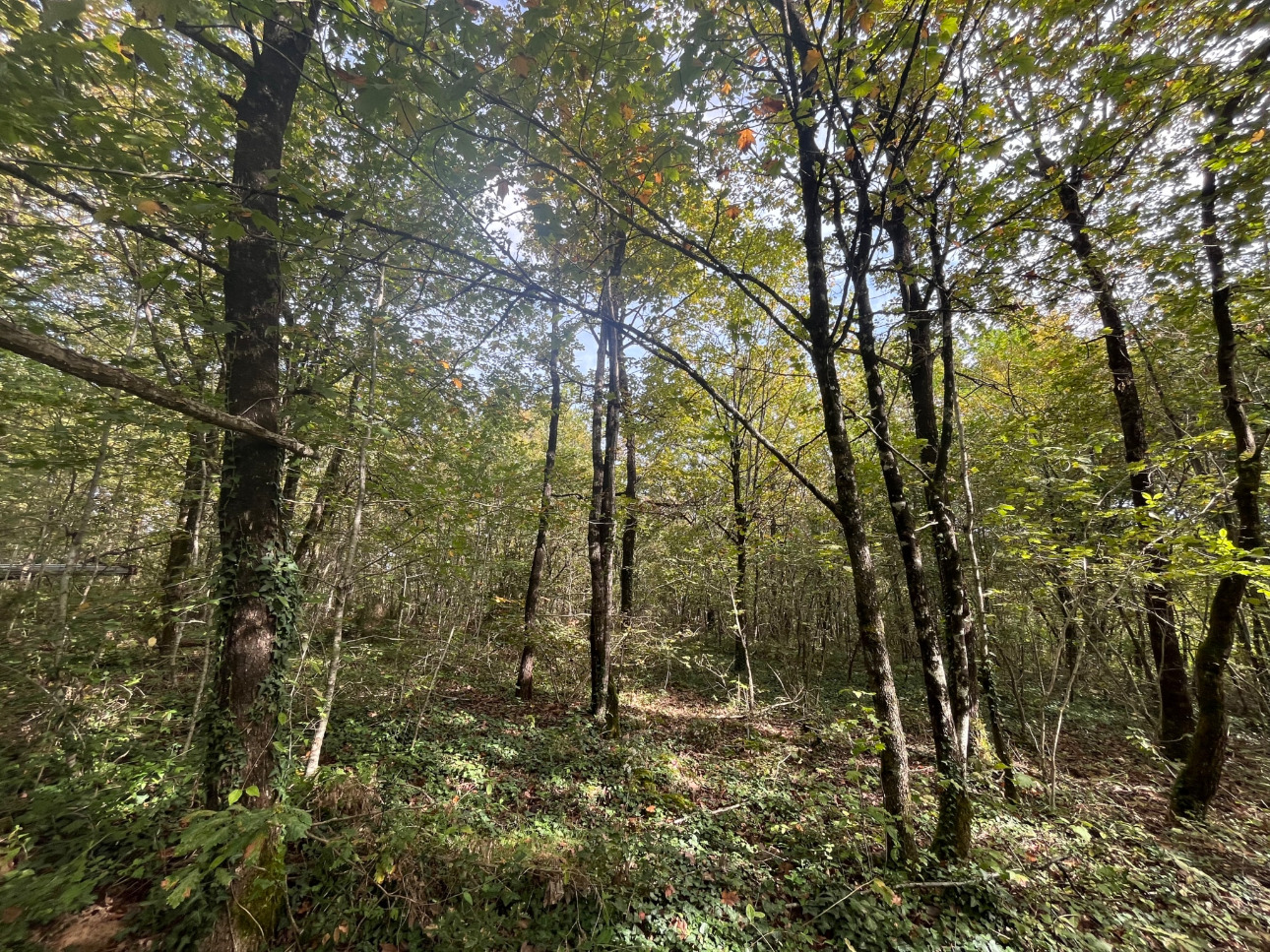 Photos 8 - Forest - Propriété forestière de 41 ha avec palombière dans le Lot et Garonne