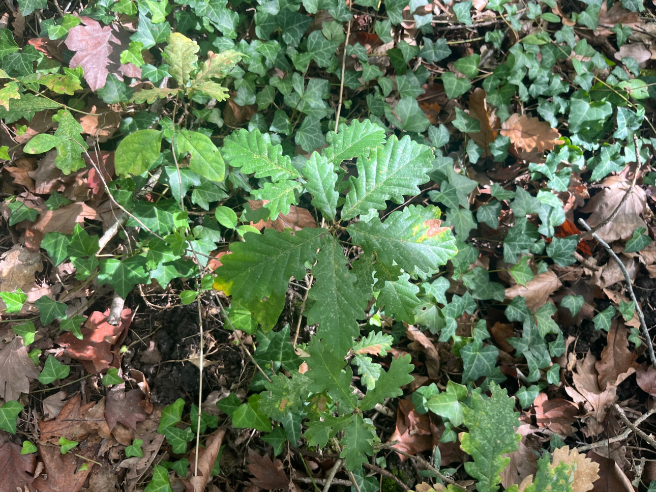 Photos 9 - Forestière - Propriété forestière de 41 ha avec palombière dans le Lot et Garonne