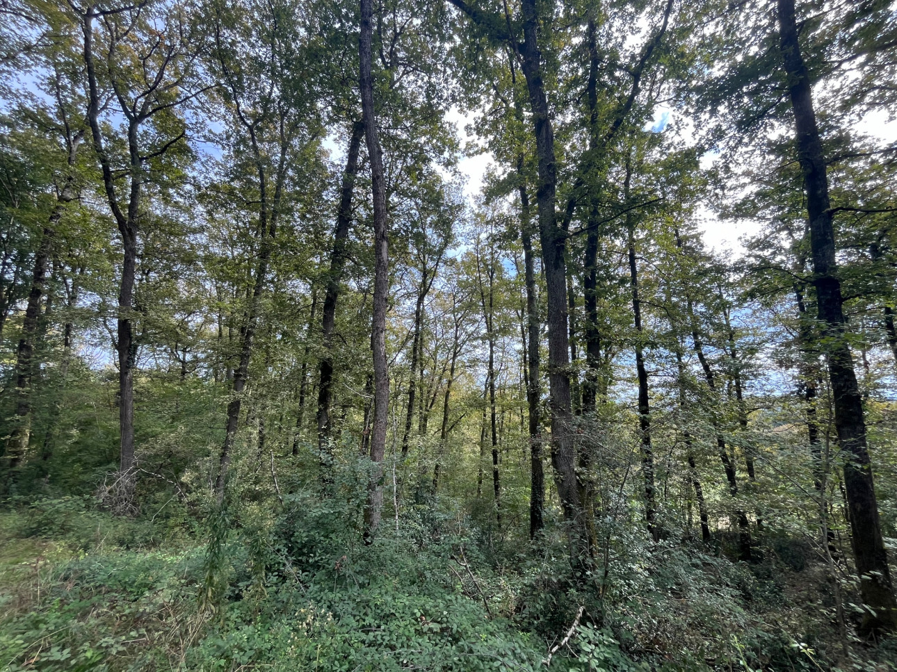 Photos 10 - Forestière - Propriété forestière de 41 ha avec palombière dans le Lot et Garonne