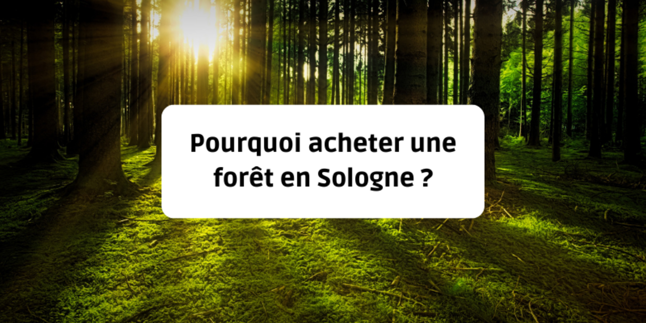 Pourquoi acheter une forêt en Sologne ?