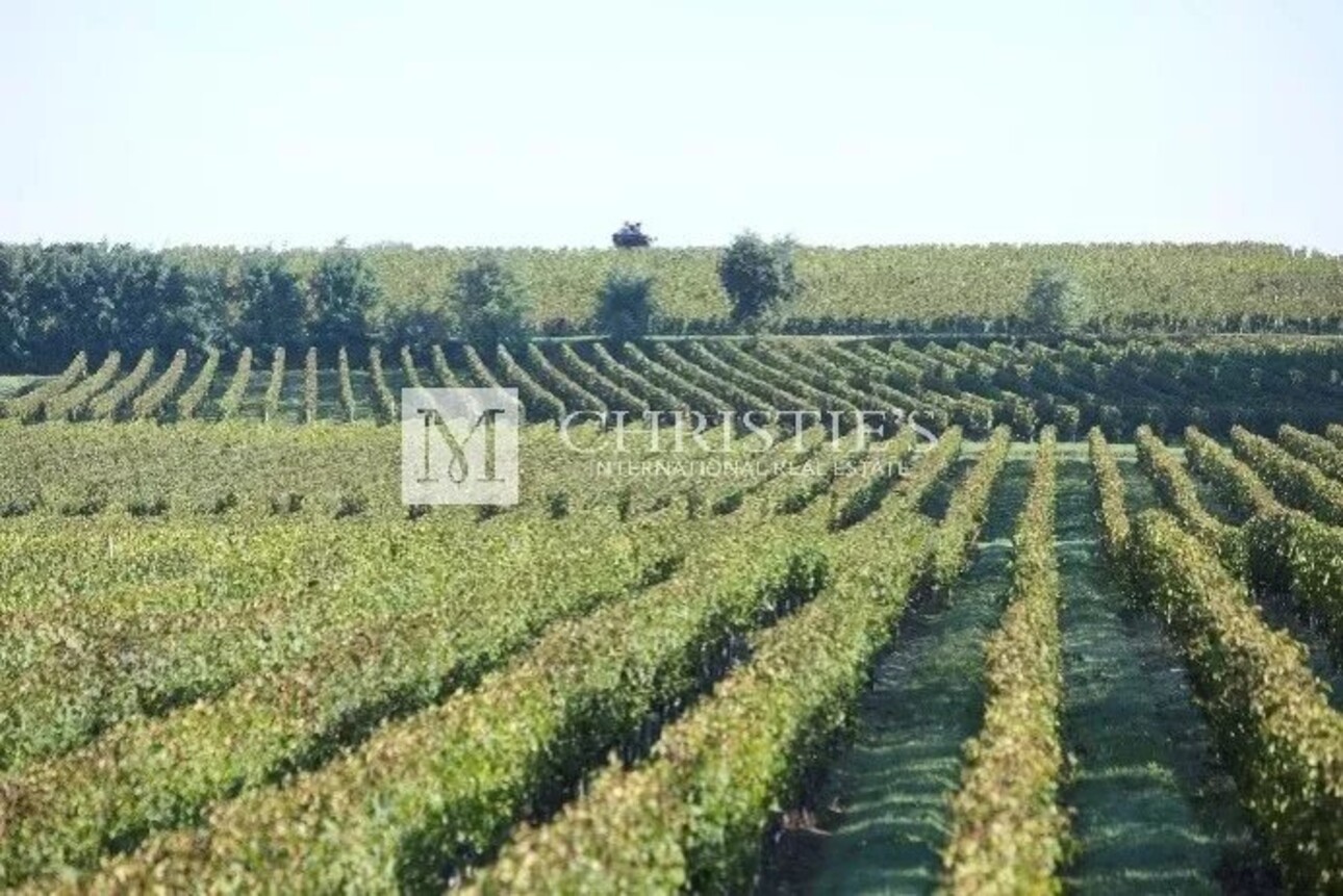 Photos 1 - Vineyard - 5,5ha vineyard in the Libourne region with vines and lands