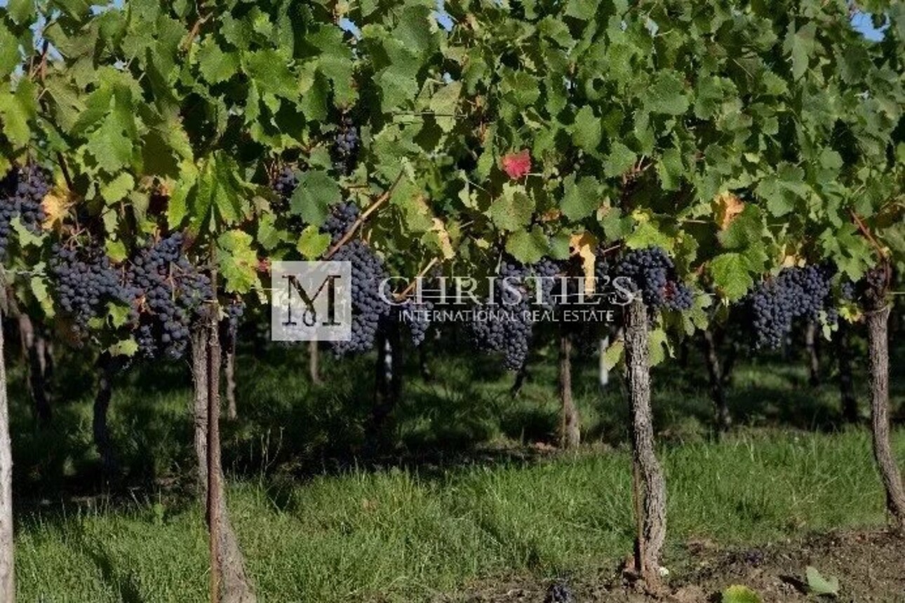 Photos 2 - Vineyard - 5,5ha vineyard in the Libourne region with vines and lands