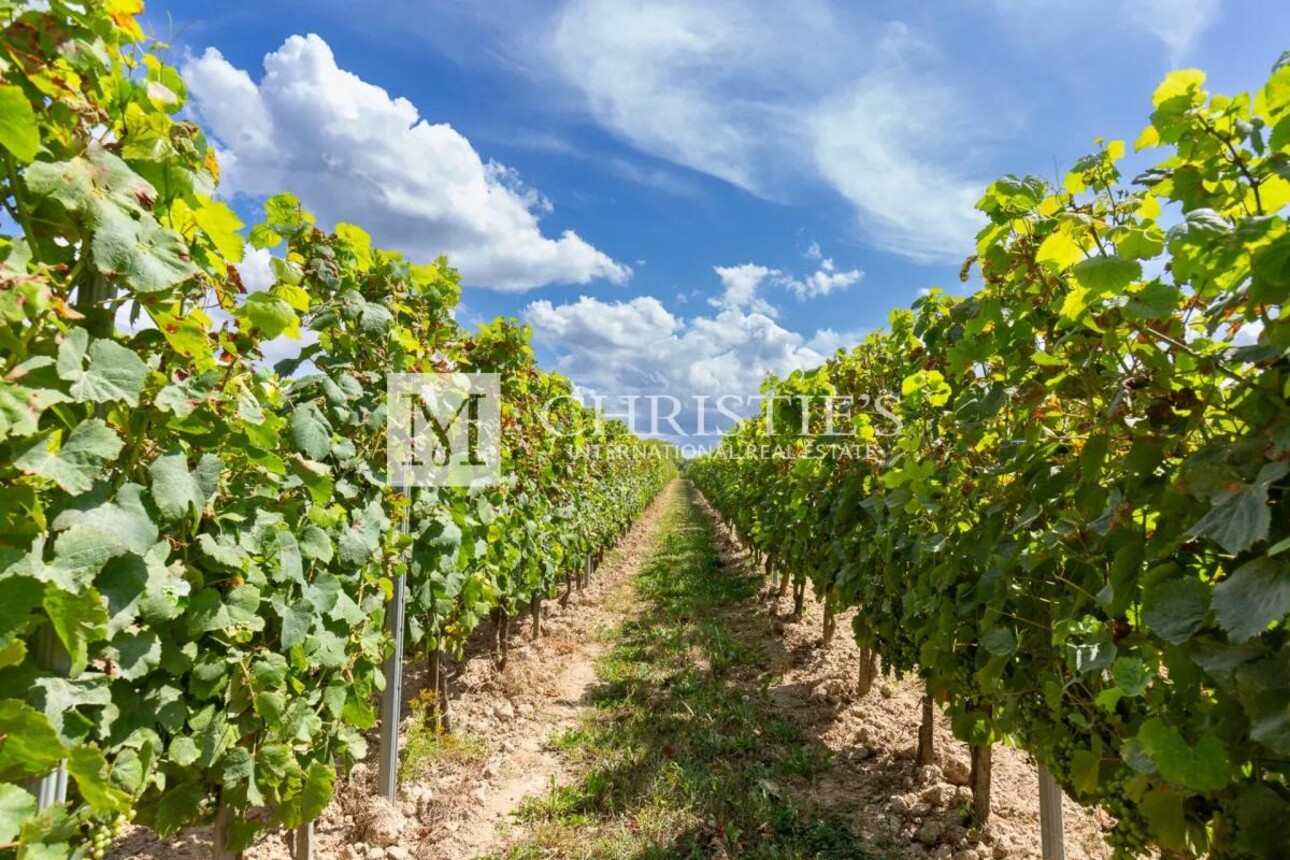 Photos 8 - Prestigious - For sale Entre-Deux-Mers very attractive vineyard estate with excellent terroir, quality wines and b