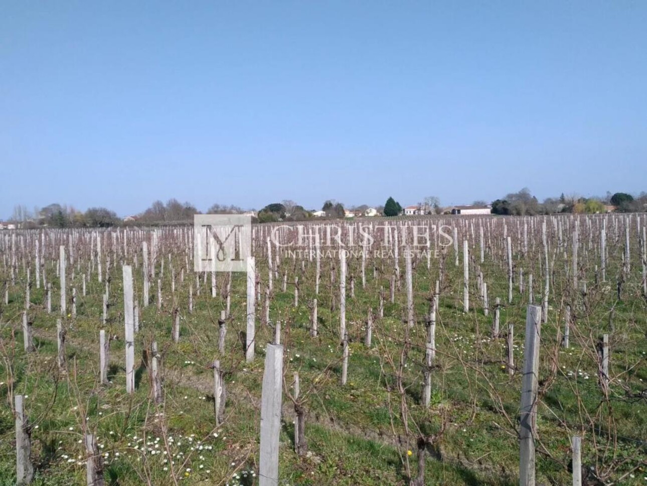 Photos 2 - Vineyard - AOC Moulis vineyard estate of 16 ha in one single block with a stone house to renovate