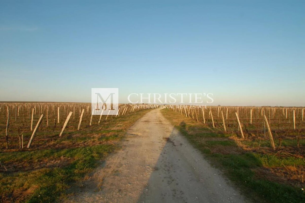 Photos 6 - Viticole - Propriété en excellent état, chai performant et vignoble très bien tenu