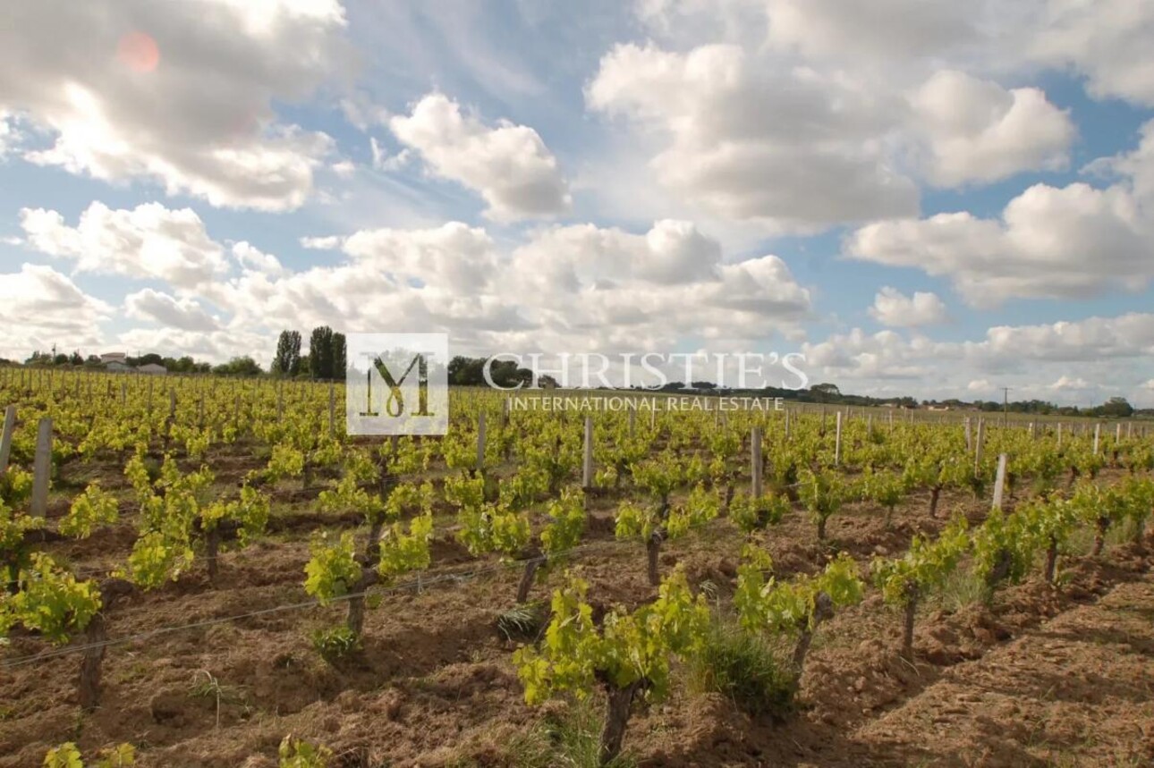 Photos 9 - Prestigious - For sale character vineyard estate of 28 ha in one block