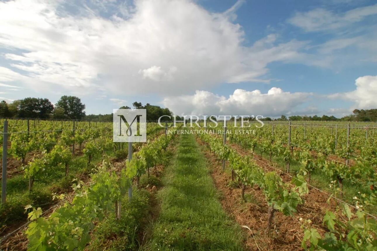 Photos 13 - Vineyard - For sale organic vineyard in AOC Pécharmant and Rosette