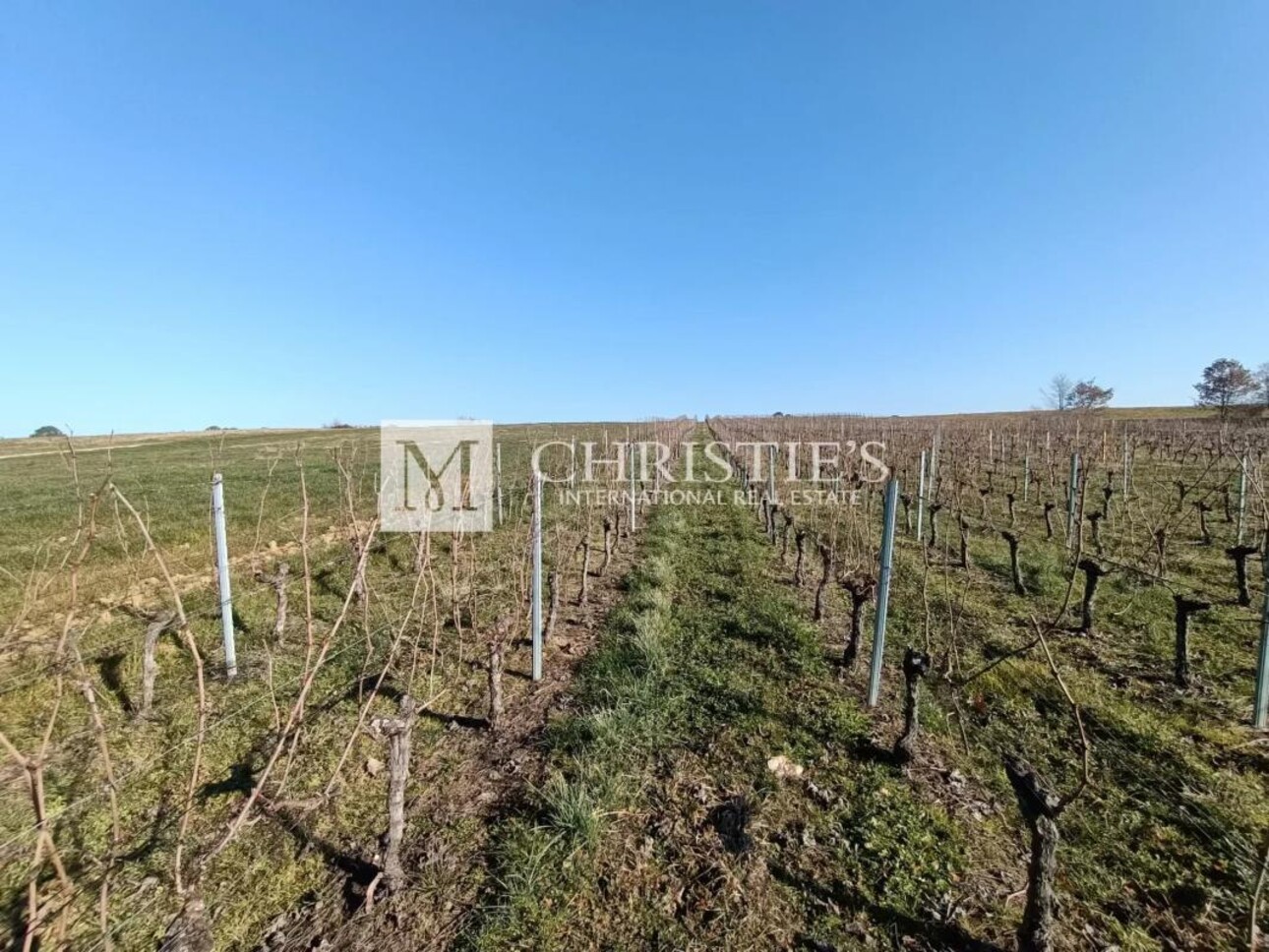 Photos 14 - Agricultural - Vineyard estate for sale of 8,5 ha in AOC Castillon Côtes de Bordeaux