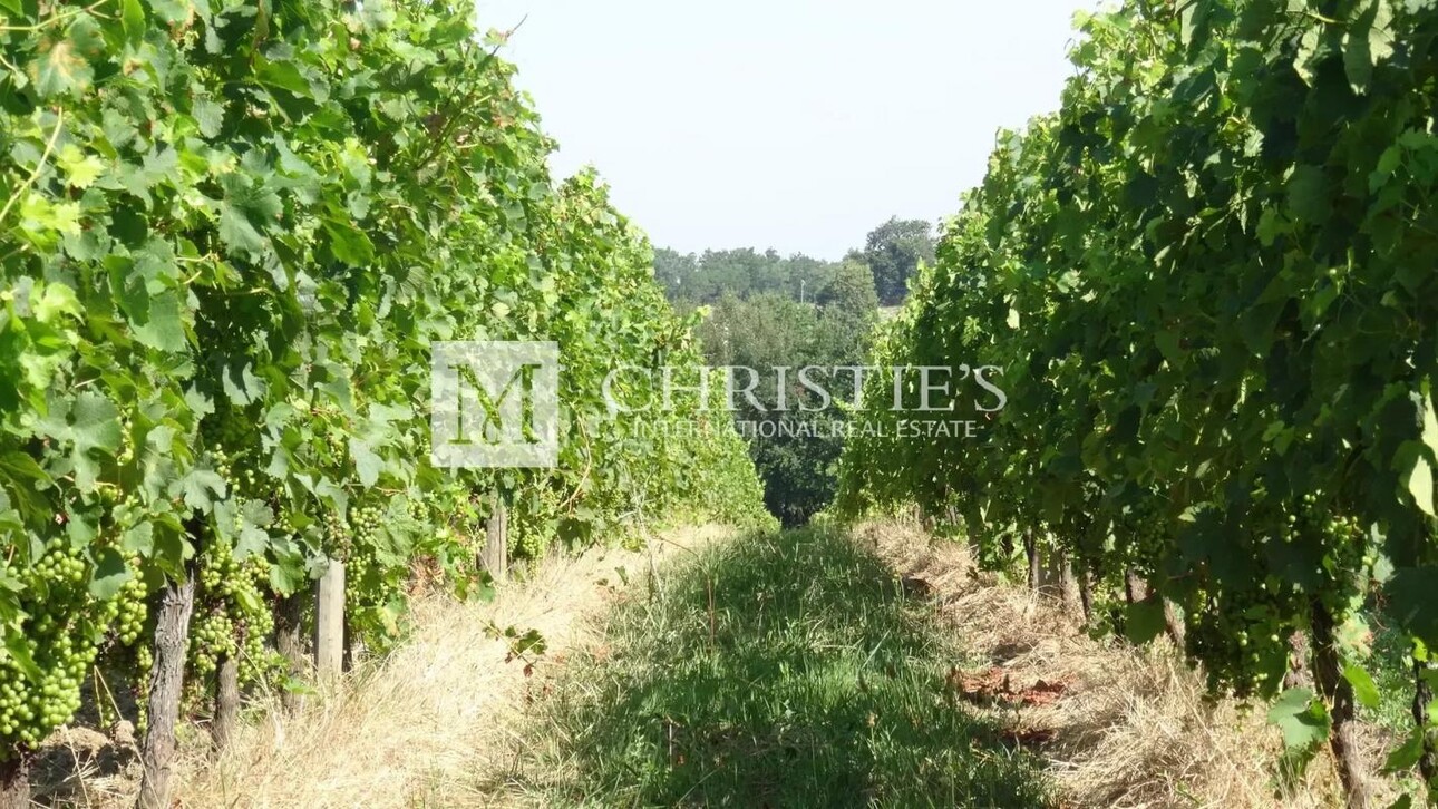 Photos 7 - Viticole - A vendre propriété de 15 ha , beau terroir en Agriculture Biologique