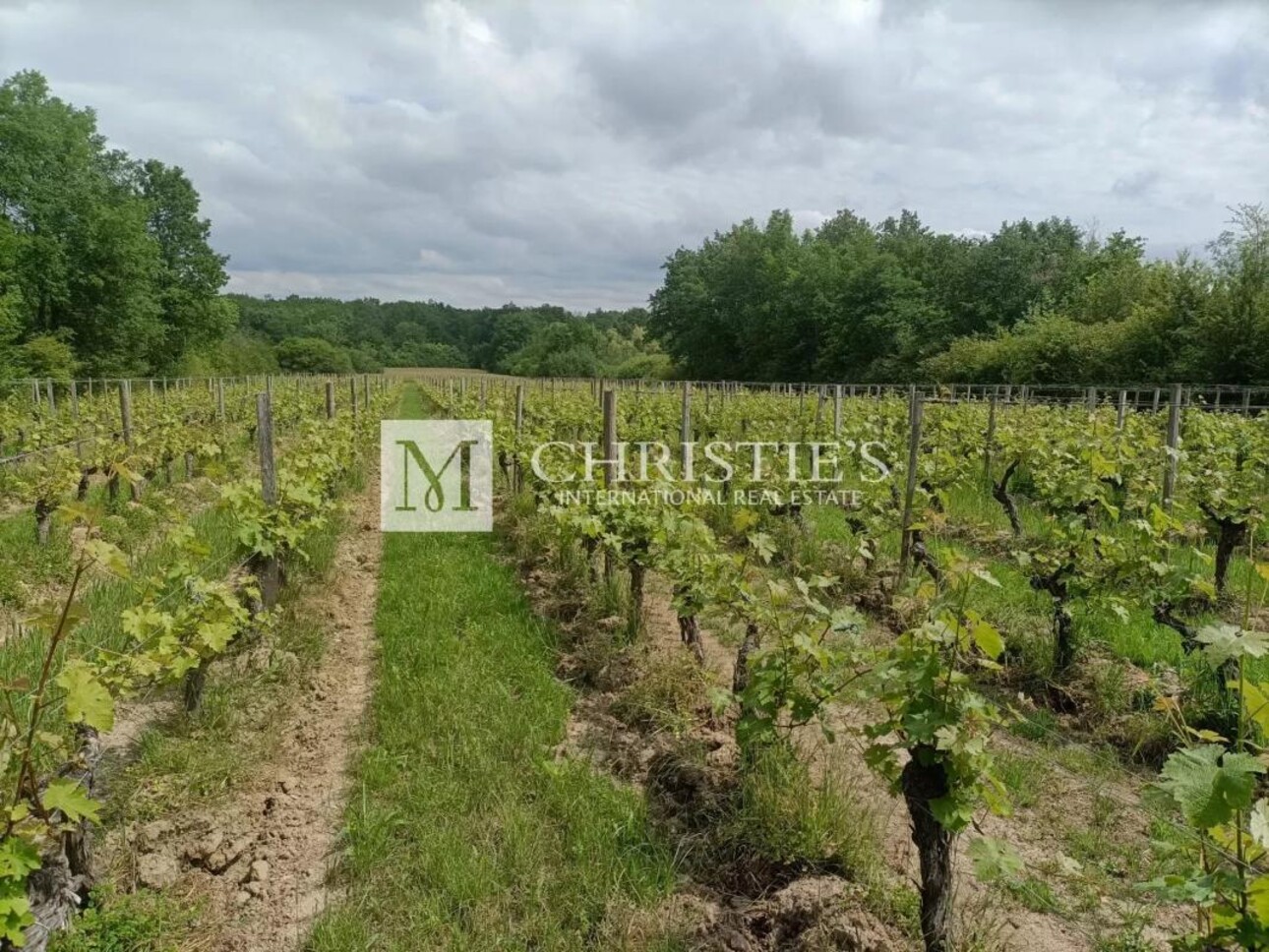 Photos 10 - Viticole - A vendre propriété de 15 ha , beau terroir en Agriculture Biologique