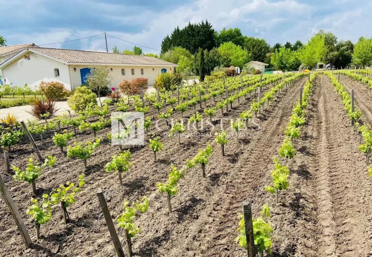 Photos 1 - Viticole - A vendre petite propriété viticole en AOC Haut Médoc - Vignes et chai