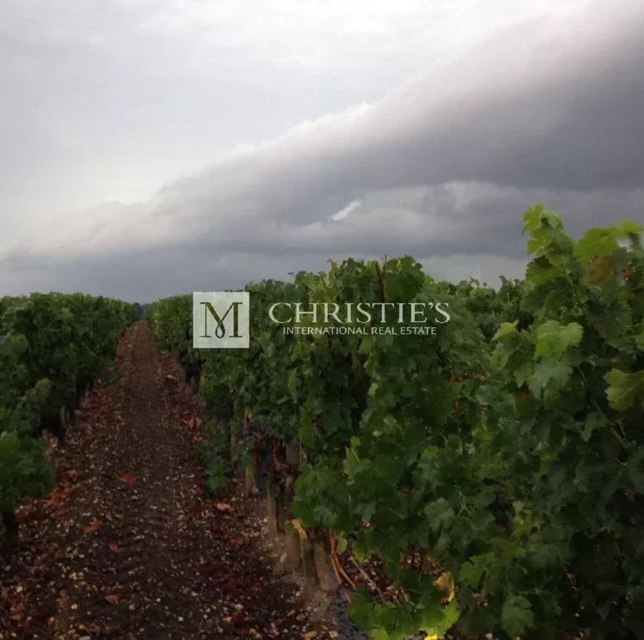 Photos 3 - Viticole - A vendre petite propriété viticole en AOC Haut Médoc - Vignes et chai