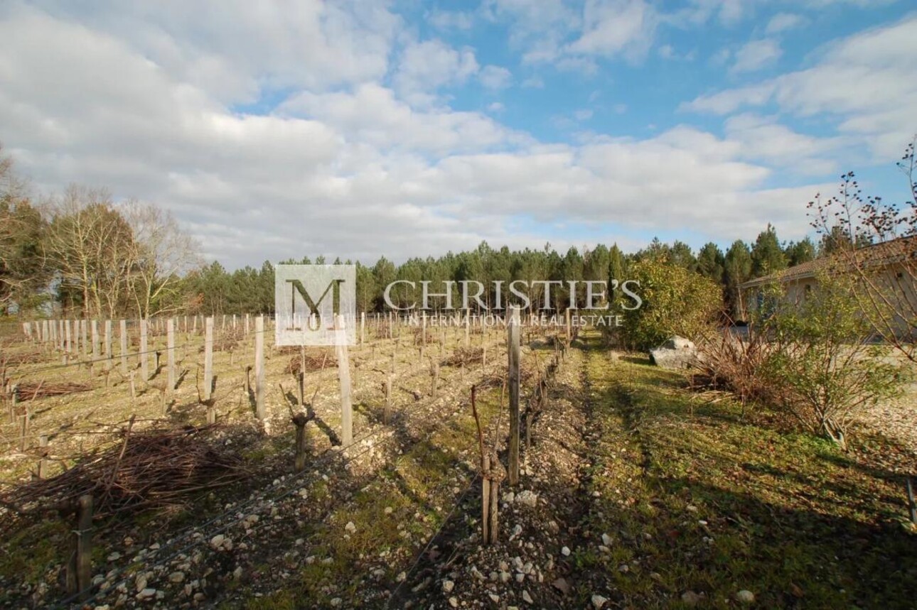 Photos 11 - Viticole - A vendre petite propriété viticole en AOC Haut Médoc - Vignes et chai