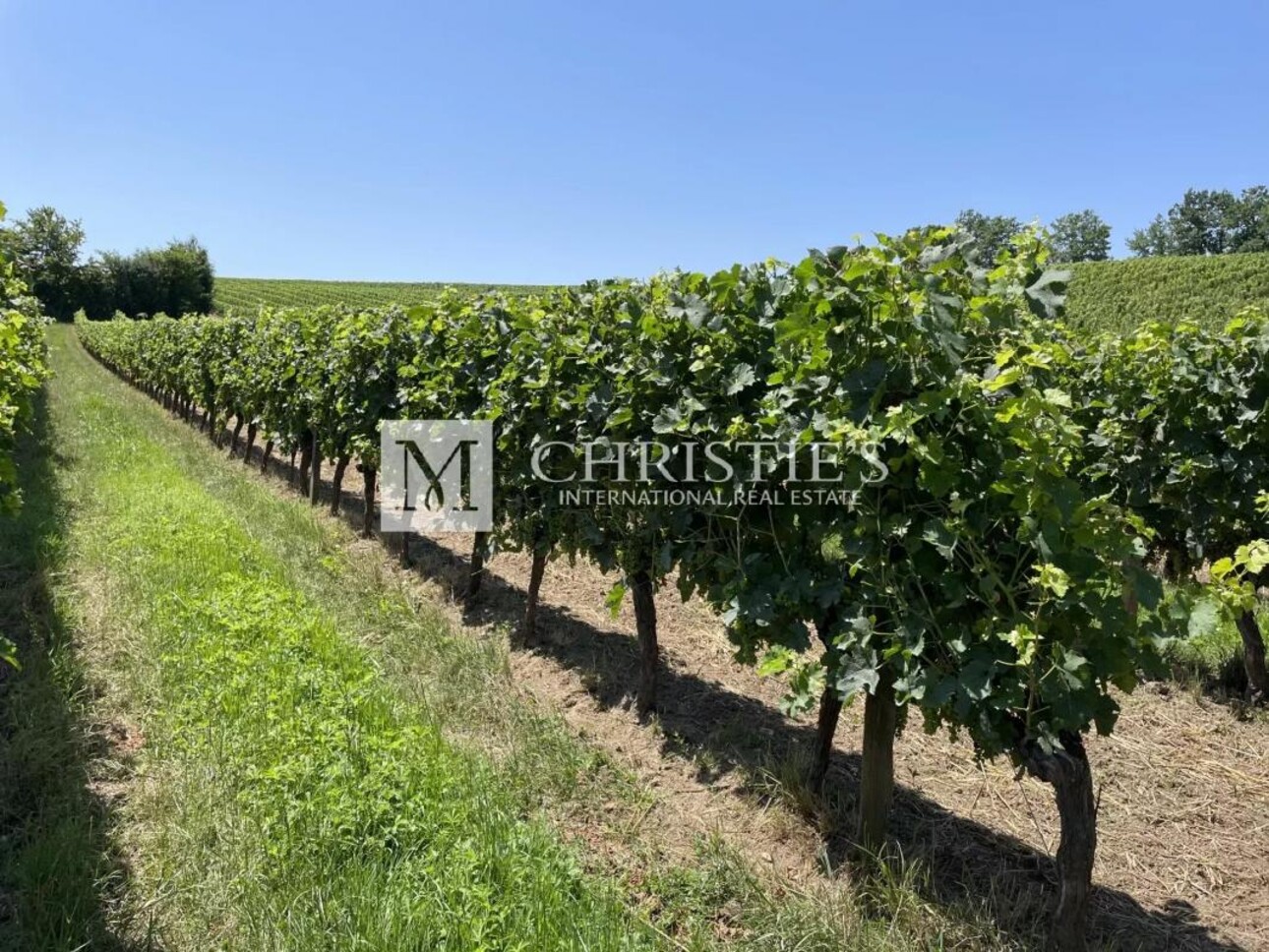 Photos 5 - Vineyard - For sale 20 minutes from Bergerac, Beautiful family vineyard estate of 28ha in organic farming, AOC