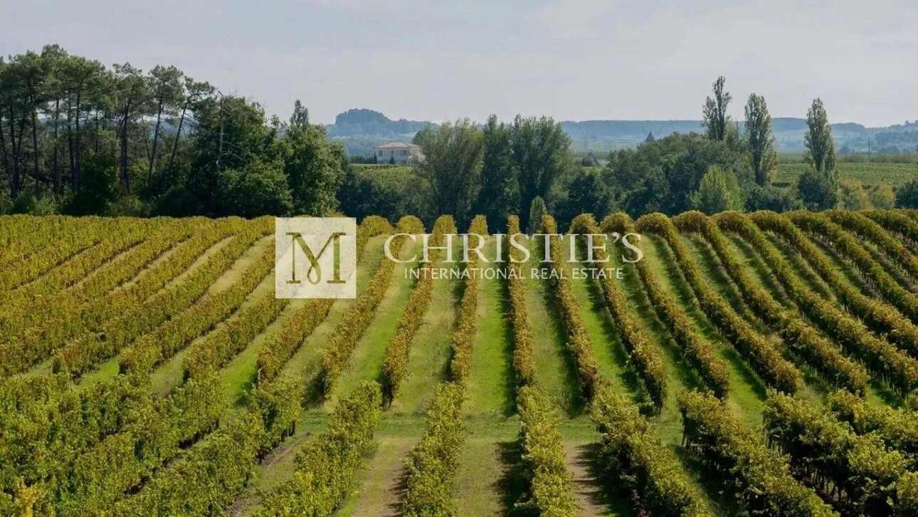 Photos 9 - Vineyard - Magnificent turnkey vineyard estate for sale - AOC Côtes de Duras with wine stock included