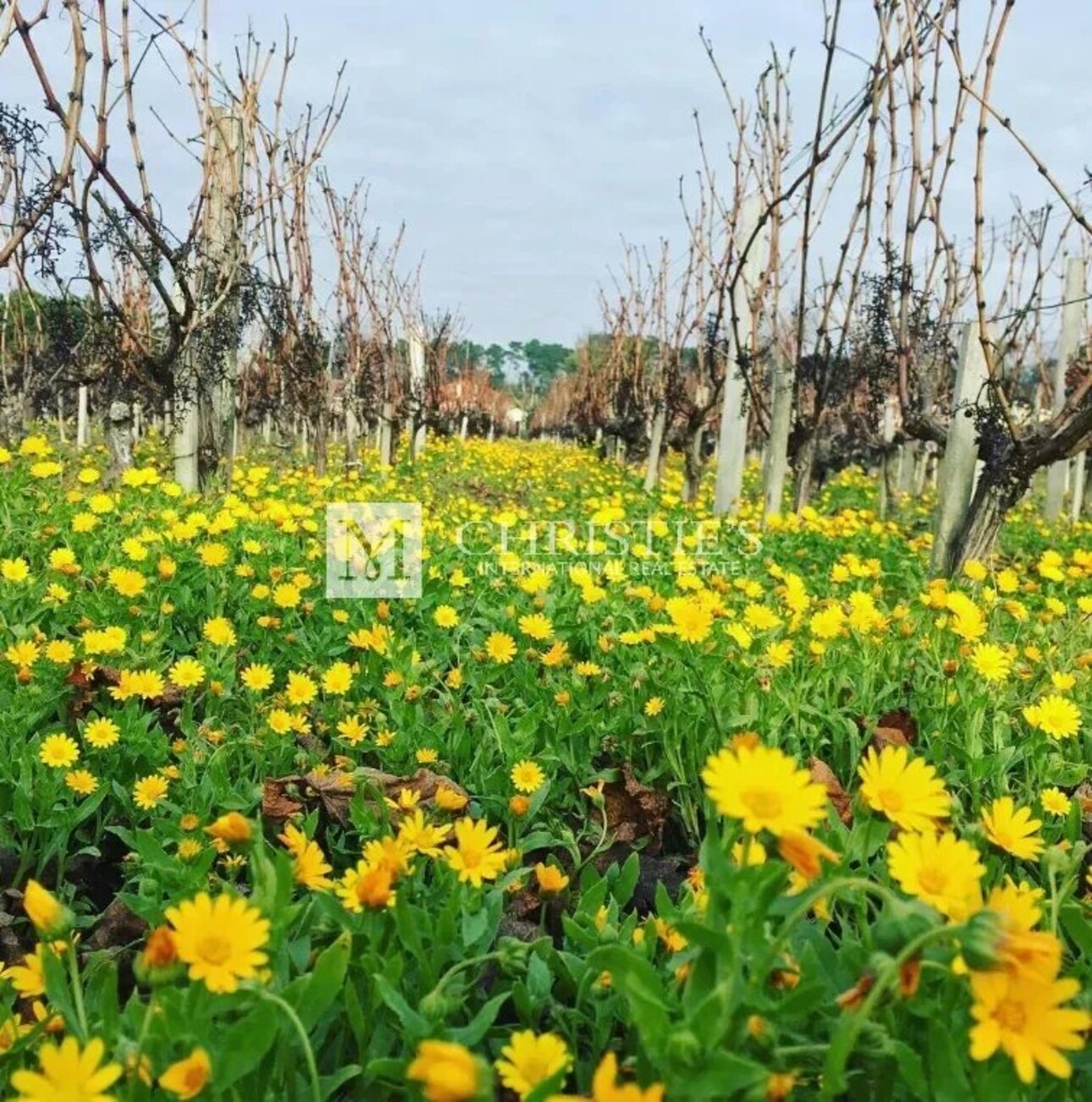 Photos 17 - Tourist - Small vineyard and touristic Bordeaux estate in the Médoc