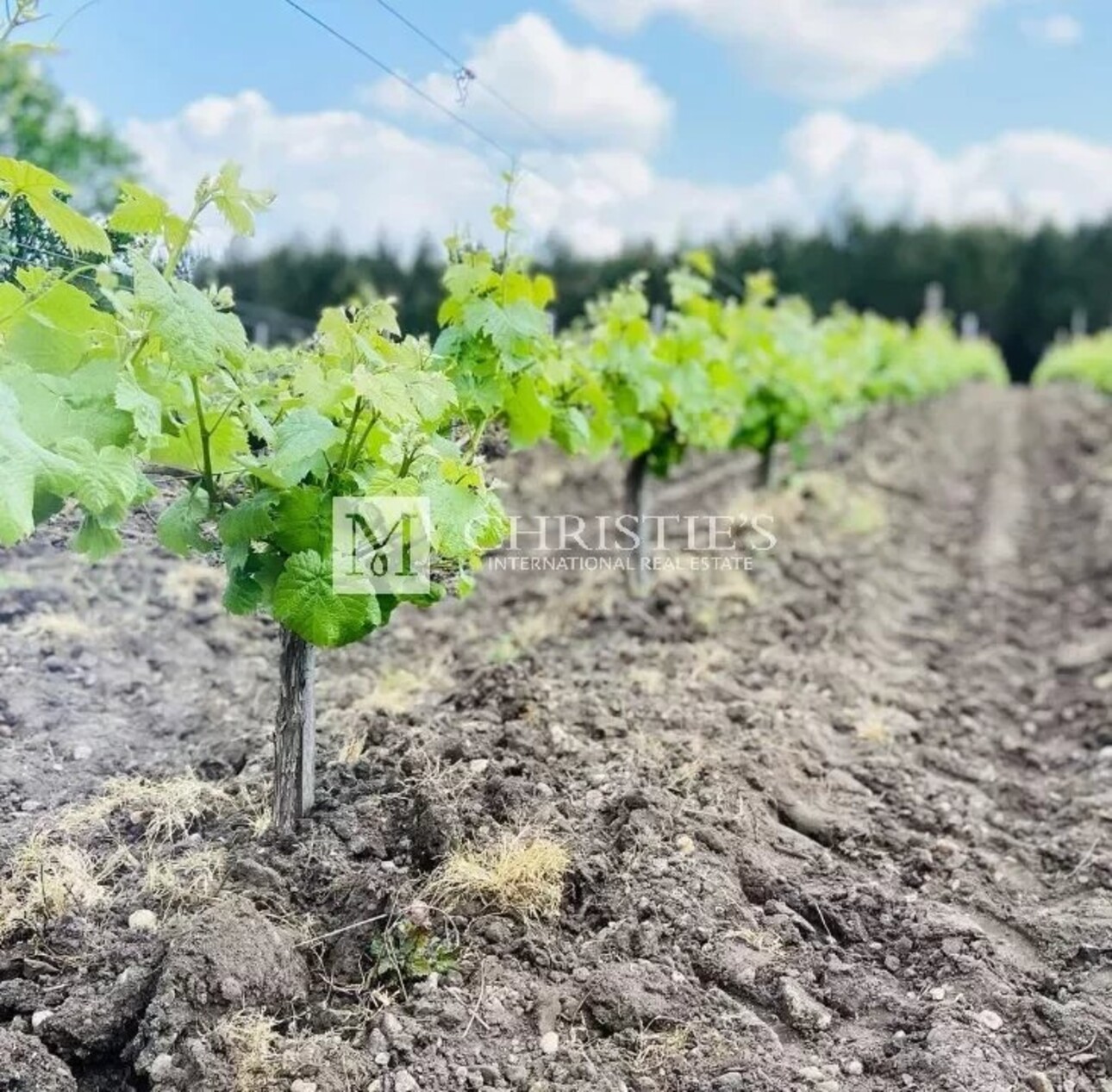 Photos 19 - Tourist - Small vineyard and touristic Bordeaux estate in the Médoc