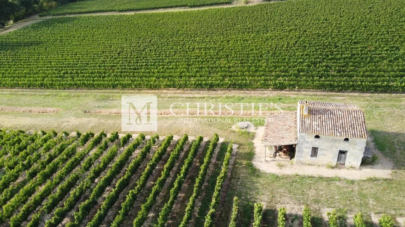 Photos 9 - Vineyard - For sale beautiful 18-ha vinyard estate in a dominant position overlooking the vineyard valley. Just