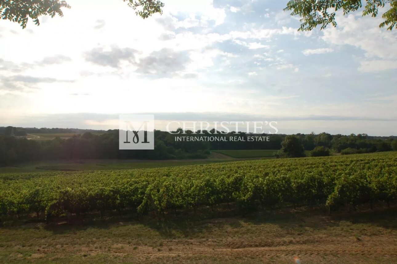 Photos 10 - Vineyard - For sale beautiful 18-ha vinyard estate in a dominant position overlooking the vineyard valley. Just