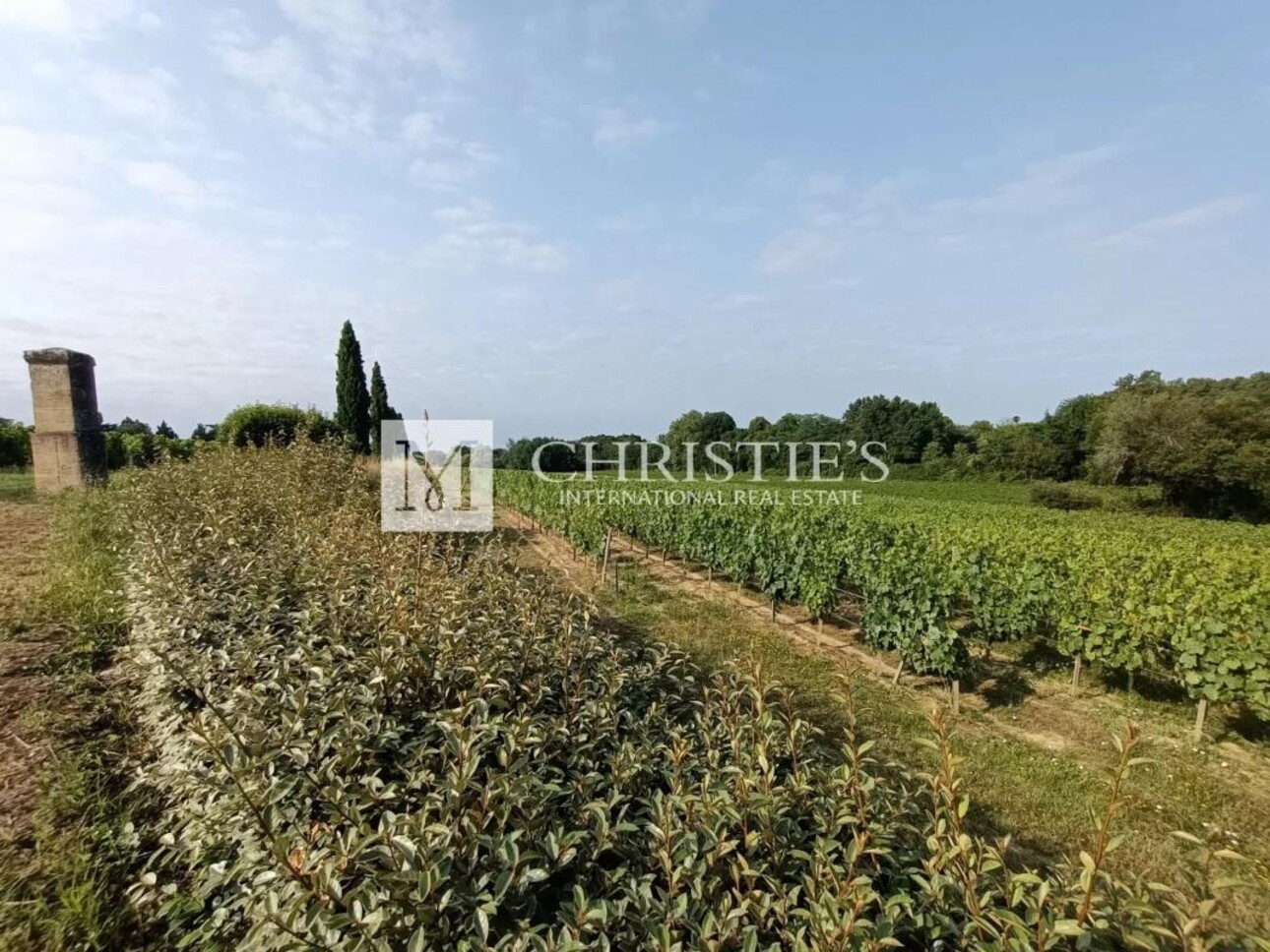 Photos 2 - Vineyard - Small vineyard estate for sale of 6.86 ha with farm buildings in excellent condition