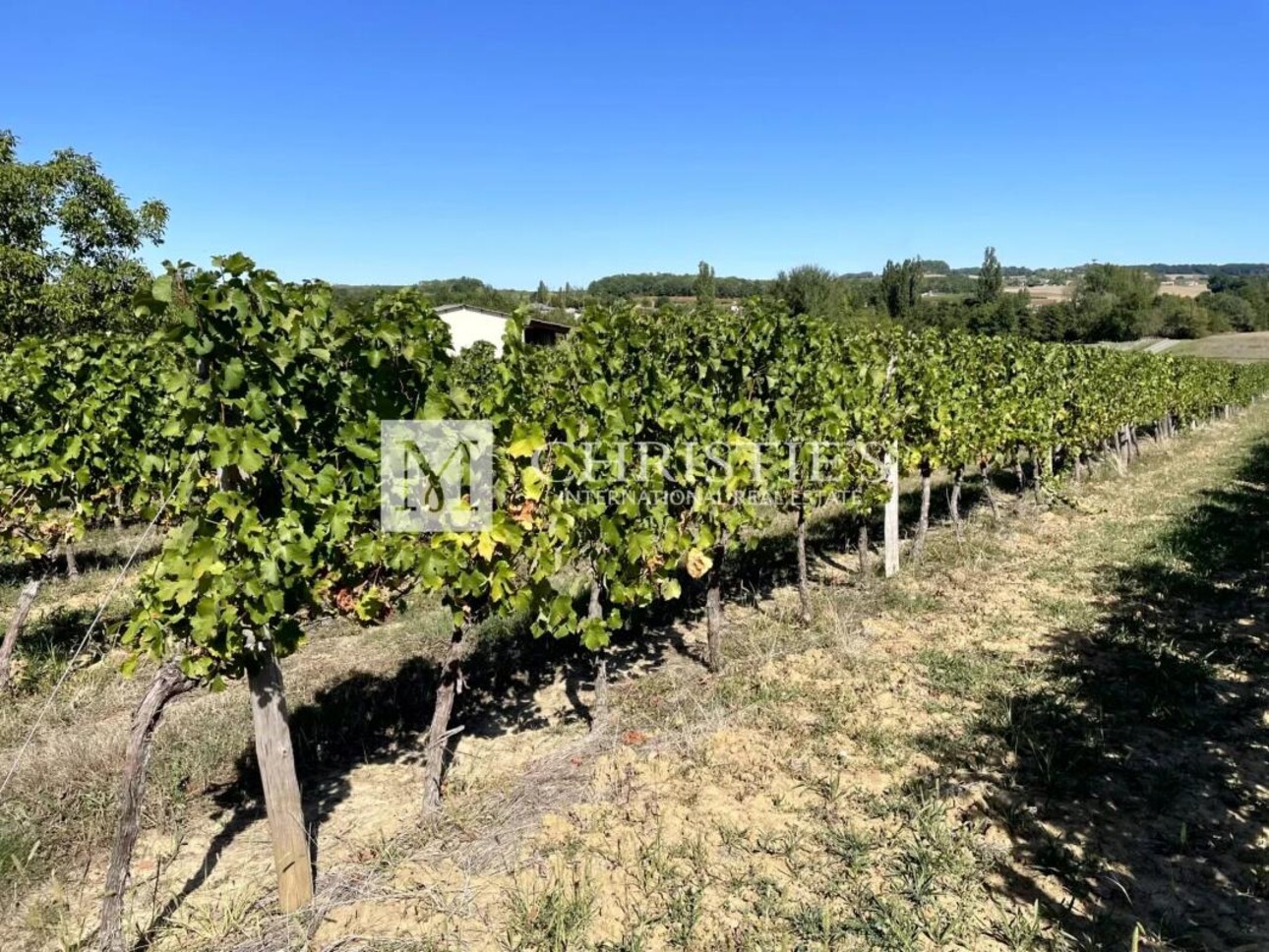 Photos 2 - Vineyard - For sale at Duras, Renowned vineyard estate