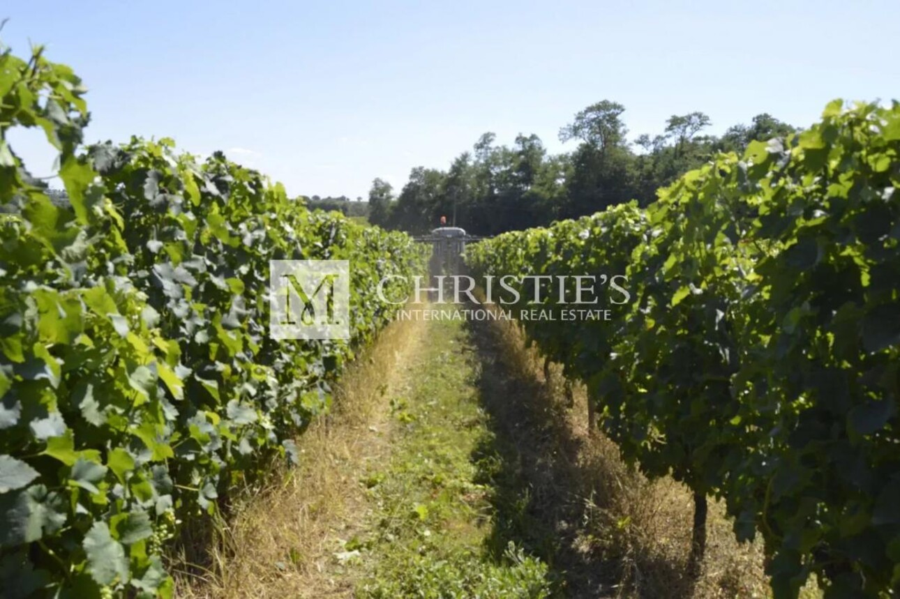 Photos 5 - Vineyard - Vineyard estate for sale  - 10 ha of vines in one single block