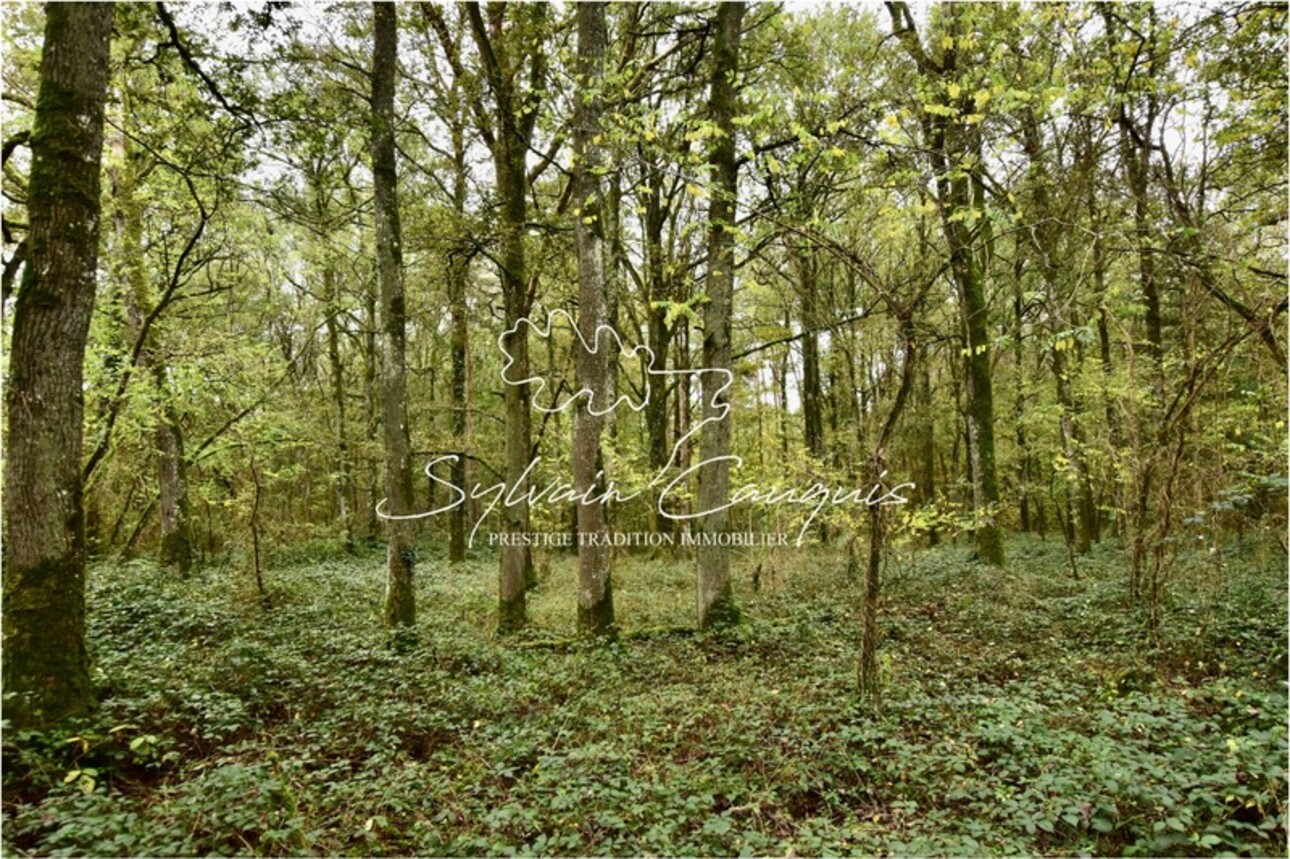 Photos 4 - Forest - Propriété d'Agrément et de Pêche à vendre - SAINT MARTIN D'ABBAT (45)