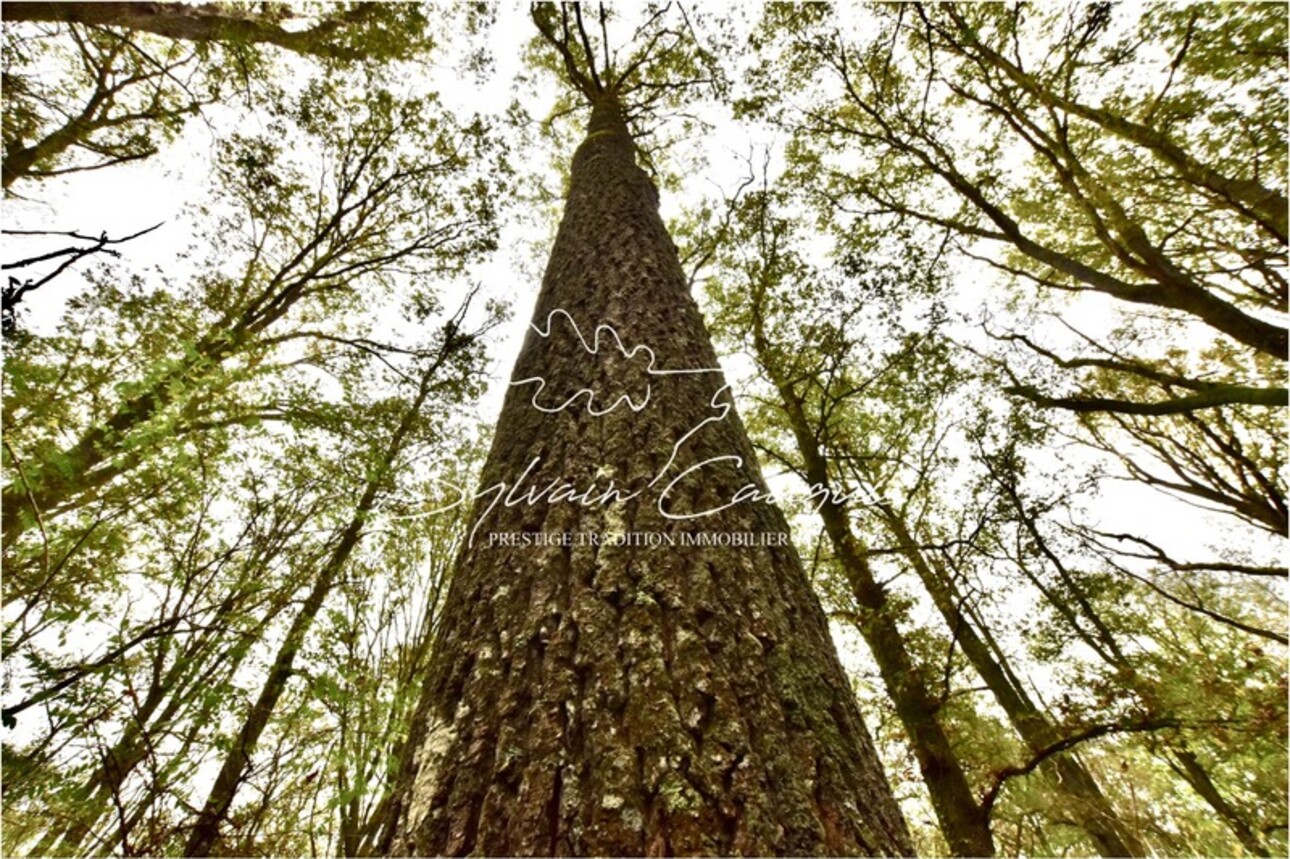 Photos 5 - Forest - Propriété d'Agrément et de Pêche à vendre - SAINT MARTIN D'ABBAT (45)